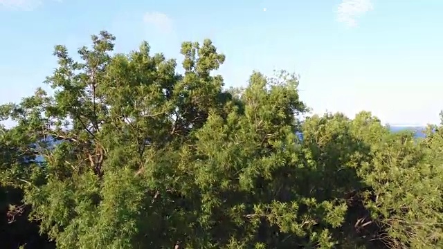 鸟瞰图，绿树和蓝色的大海。海洋背景。视频素材