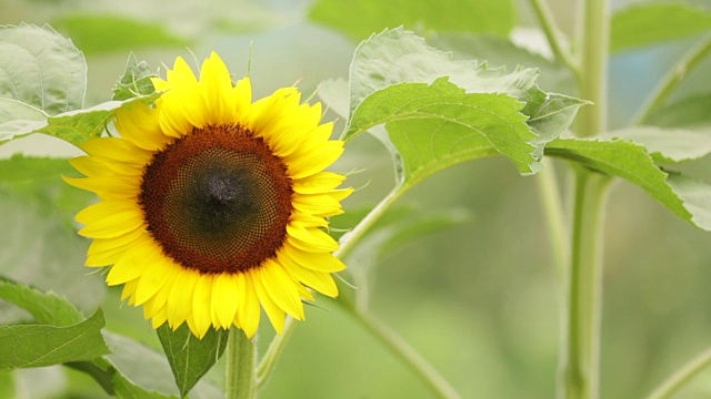 太阳花盛开视频素材