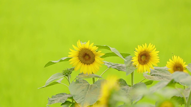 太阳花盛开视频素材