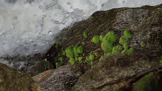 水流过青苔视频素材