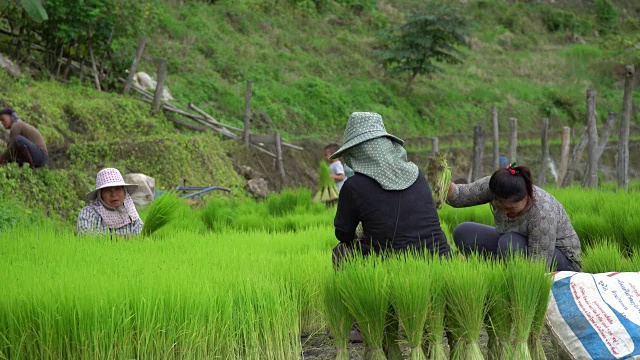 2018年7月17日，泰国清迈:农民准备在山上种植水稻。视频素材