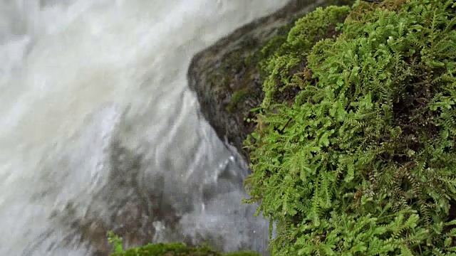 水流过青苔视频素材