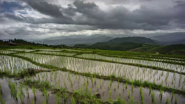 水稻种植，云天映水。山地水稻种植视频素材