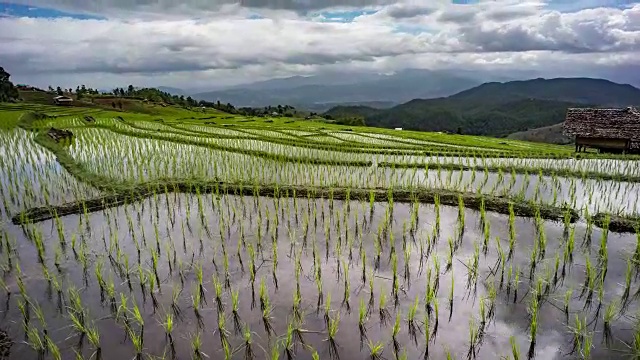 水稻种植，云天映水。山地水稻种植视频下载