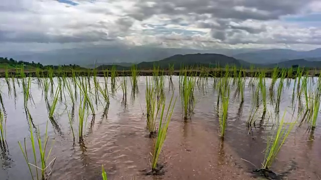 水稻种植，云天映水。山地水稻种植视频下载