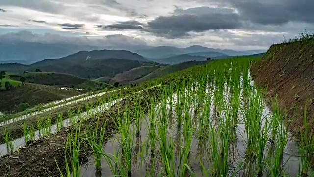 水稻种植，云天映水。山地水稻种植视频素材
