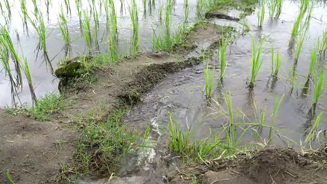 水稻种植，云天映水。山地水稻种植视频素材