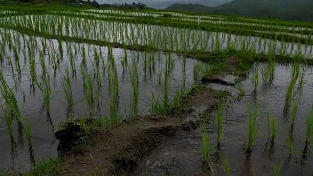 水稻种植，云天映水。山地水稻种植视频下载