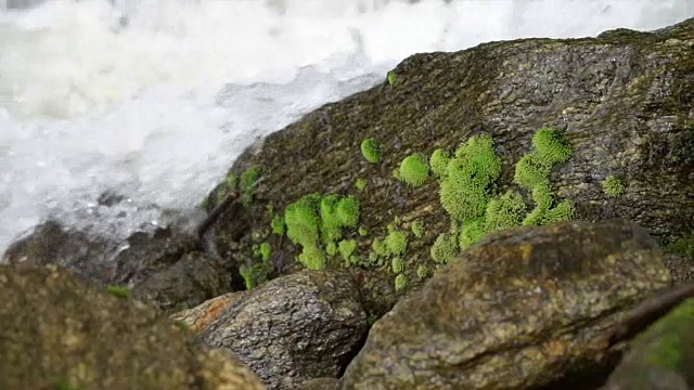 水流过青苔视频下载