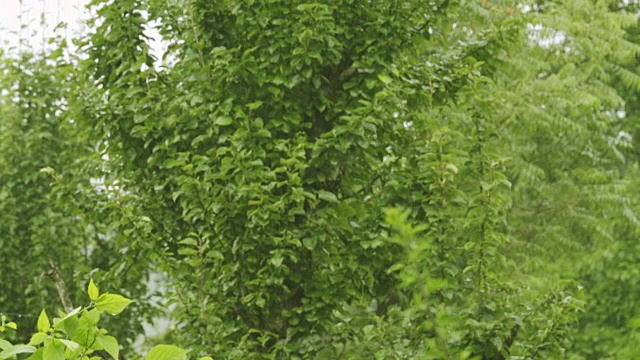 在雨季种植玉米。视频素材