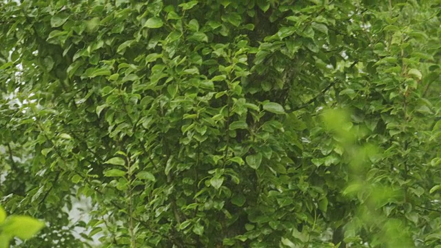 在雨季种植玉米。视频素材