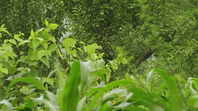 在雨季种植玉米。视频素材