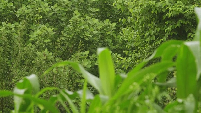 在雨季种植玉米。视频素材