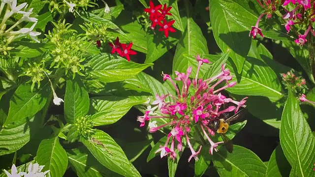 花上的大黄蜂视频素材