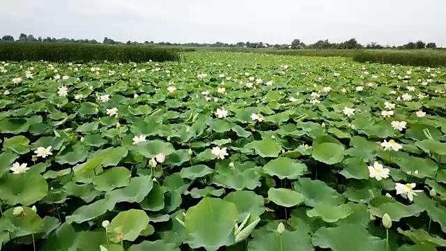 俄罗斯克拉斯诺达尔边疆区公路附近的湖上盛开的荷花，令人惊叹的无人机镜头。视频素材