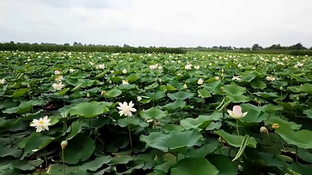 俄罗斯克拉斯诺达尔边疆区公路附近的湖上盛开的荷花，令人惊叹的无人机镜头。视频素材