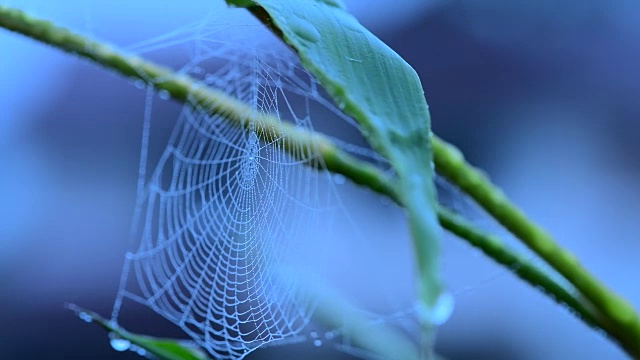 清晨的蜘蛛网上有一些水滴视频素材