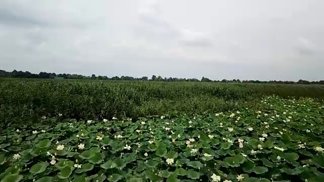 俄罗斯克拉斯诺达尔边疆区公路附近的湖上盛开的荷花，令人惊叹的无人机镜头。视频素材