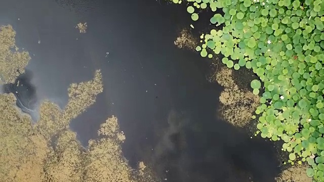 俄罗斯克拉斯诺达尔边疆区公路附近的湖上盛开的荷花，令人惊叹的无人机镜头。视频素材