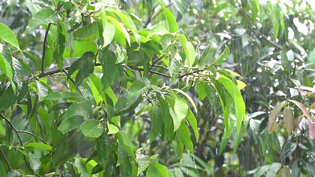 在热带森林里下雨视频素材