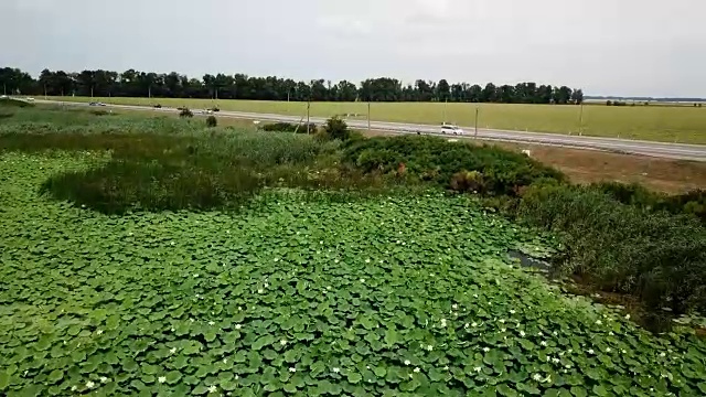 俄罗斯克拉斯诺达尔边疆区公路附近的湖上盛开的荷花，令人惊叹的无人机镜头。视频素材