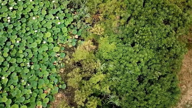 俄罗斯克拉斯诺达尔边疆区公路附近的湖上盛开的荷花，令人惊叹的无人机镜头。视频素材