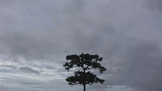 寂寞的松树伴着暴雨的云快速移动时光流逝视频素材