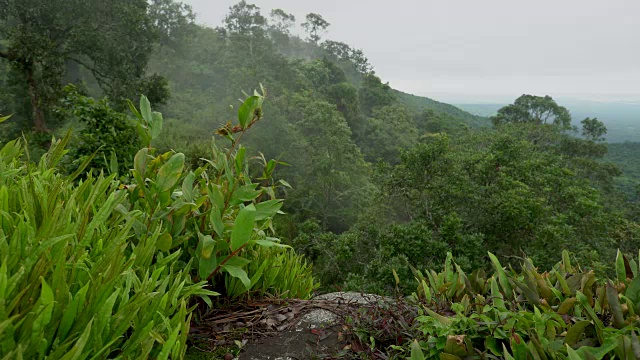 热带雨林植物生长在薄雾晨曦的悬崖上视频素材