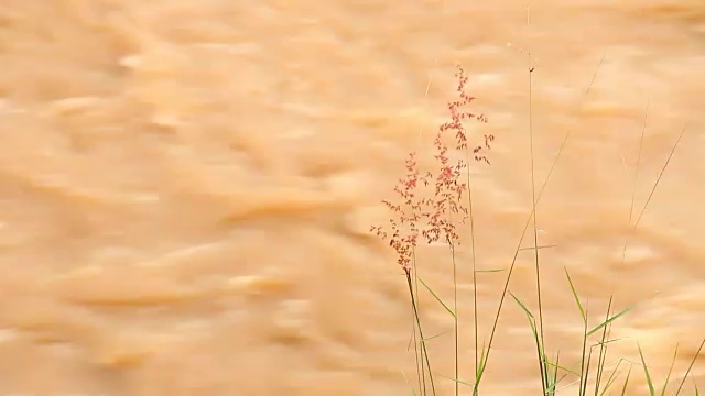 泰国清迈的平江流水视频素材