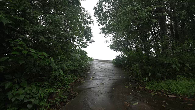 热带雨林路径以明亮的天空为背景视频素材