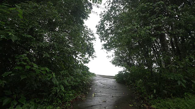 热带雨林路径以明亮的天空为背景视频素材