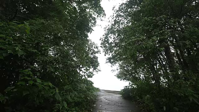 热带雨林路径以明亮的天空为背景视频素材