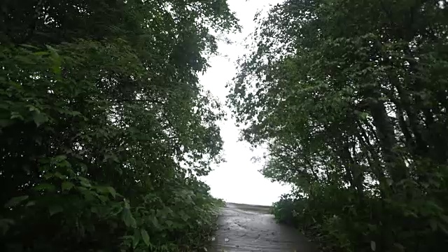 热带雨林路径以明亮的天空为背景视频素材