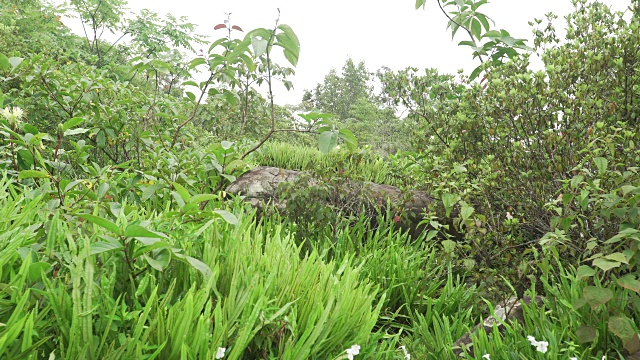 薄雾清晨的热带雨林植物群视频素材