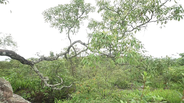 薄雾清晨的热带雨林植物群视频素材