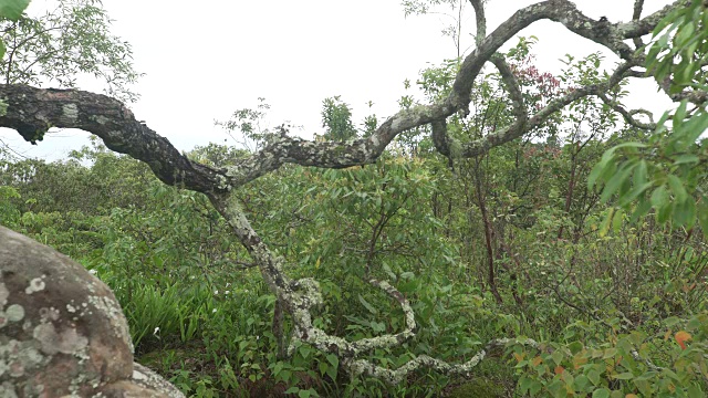 薄雾清晨的热带雨林植物群视频素材