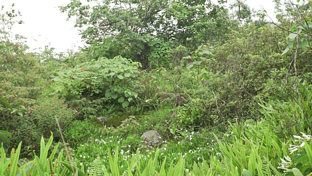 薄雾清晨的热带雨林植物群视频素材