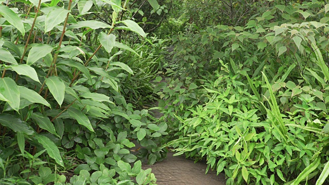 薄雾清晨的热带雨林植物群视频素材