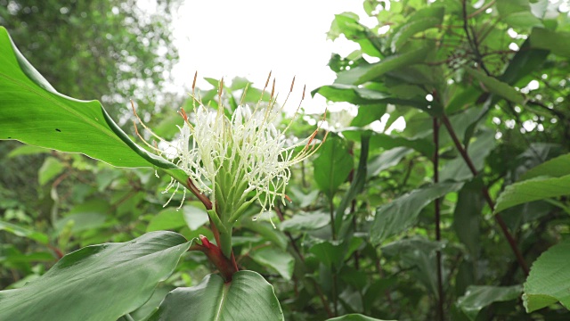 薄雾清晨的热带雨林植物群视频素材