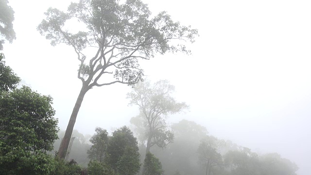 热带雨林的树梢上有雾视频素材