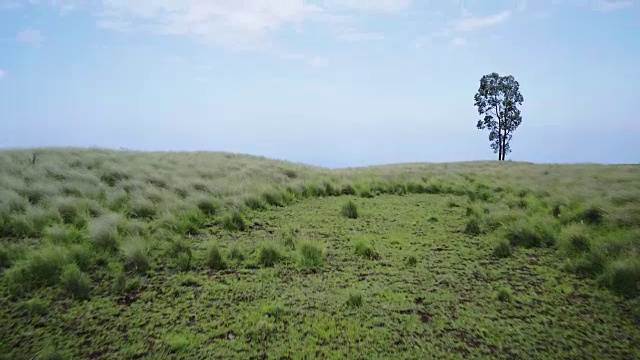 夏威夷孤独树(空中)视频下载