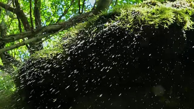 慢镜头，瀑布在山上高速卷。特写的春天的水滴下落和溅在绿色的苔藓视频素材