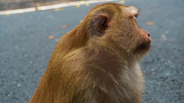 “猴子脸”看着摄像机和侧面视频素材