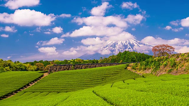 富士山和茶园视频素材