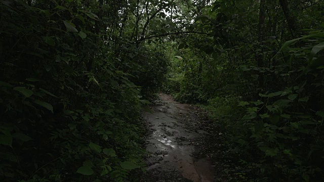 热带雨林的路径视频素材