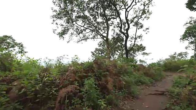 漫步在雨林中视频素材