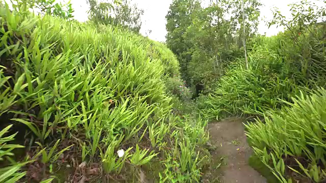 漫步在雨林中视频素材