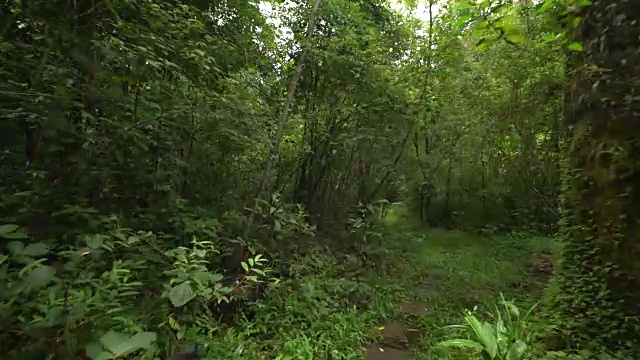 漫步在雨林中视频素材