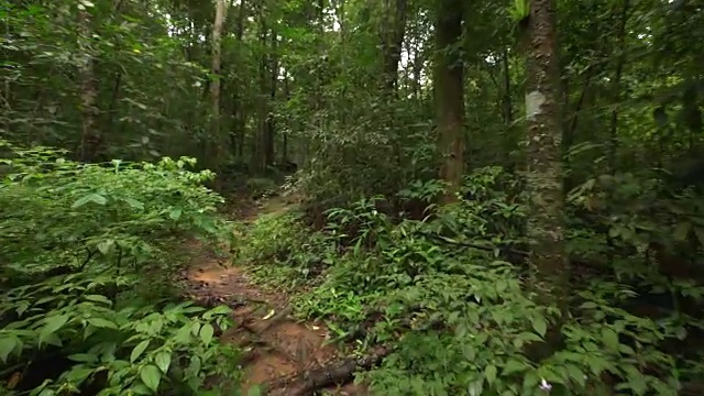 漫步在雨林中视频素材