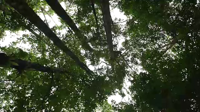 行走在热带雨林中的蚂蚁眼睛透过树叶望向天空视频素材